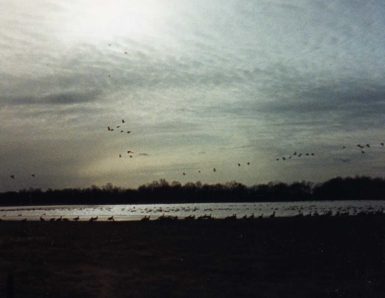 Image 82